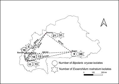 Genetic diversity and structure of Bipolaris oryzae and Exserohilum rostratum populations causing brown spot of rice in Burkina Faso based on genotyping-by-sequencing